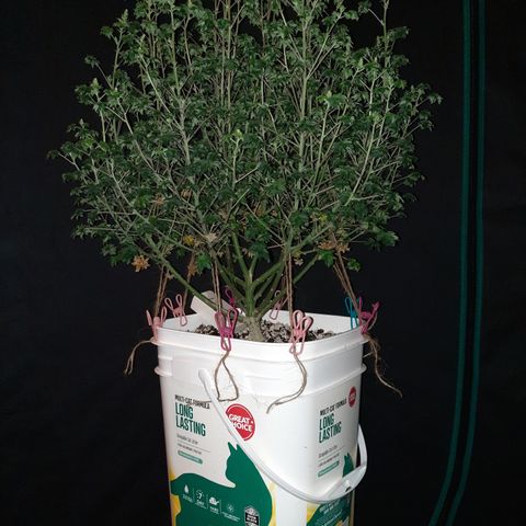Australian Bastard Male growlog timeline photo
