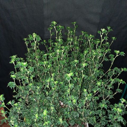 Australian Bastard Female  growlog timeline photo