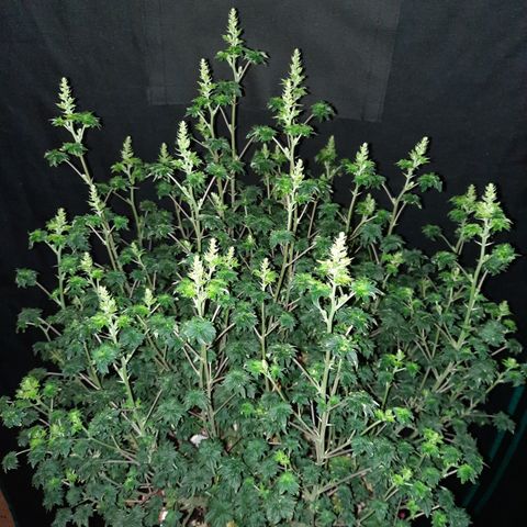 Australian Bastard Male growlog timeline photo