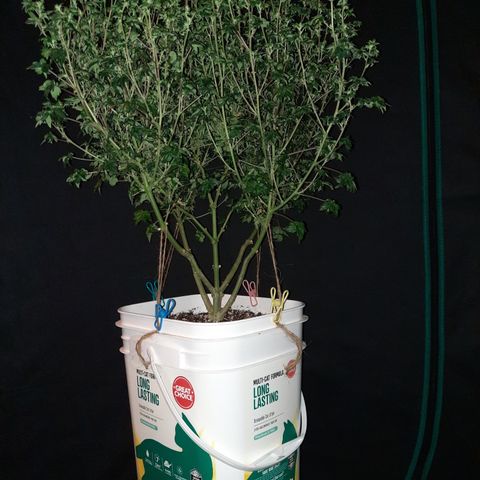 Australian Bastard Female  growlog timeline photo