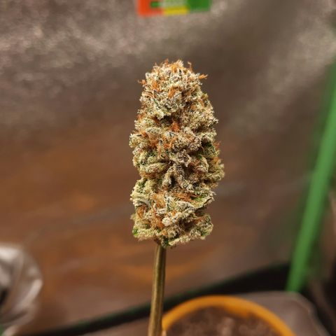 Peanut Butter Breath S1  growlog timeline photo