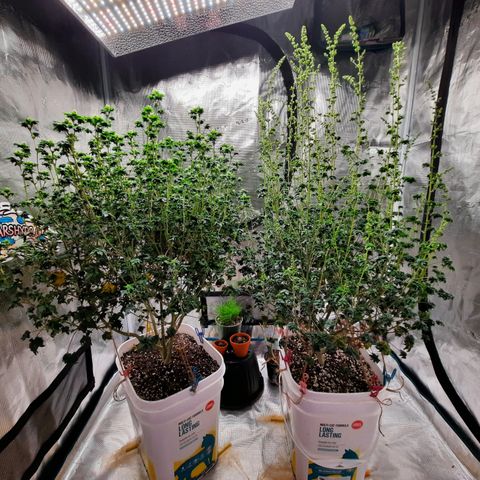 Australian Bastard Female  growlog timeline photo