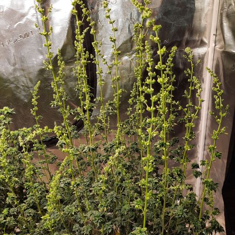 Australian Bastard Male growlog timeline photo