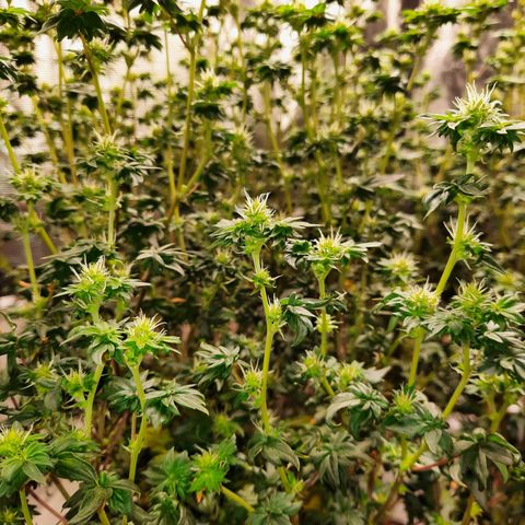 Australian Bastard Female  growlog timeline photo