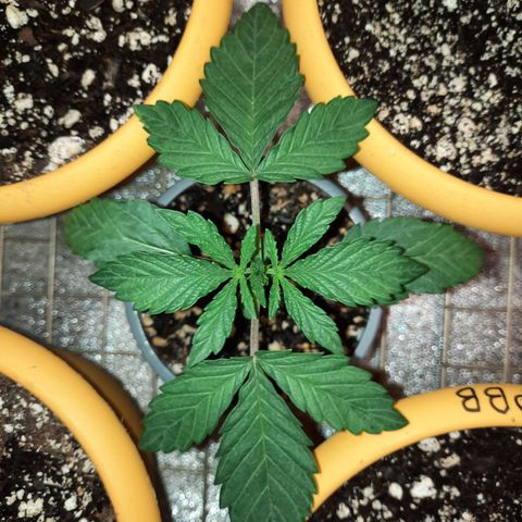 Royal Jewels F1 #5 growlog timeline photo