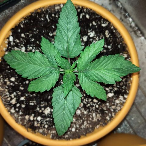 Royal Jewels F1 #2 growlog timeline photo