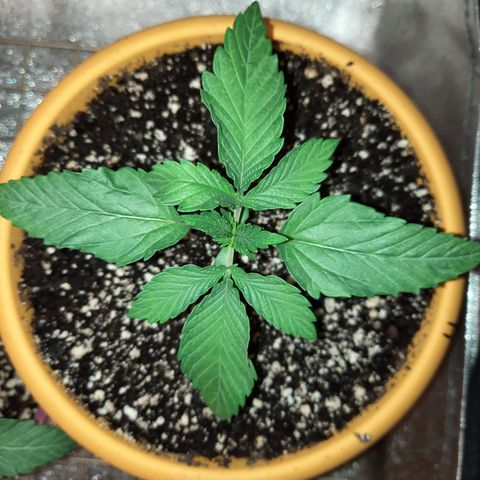 Royal Jewels F1 #4 growlog timeline photo