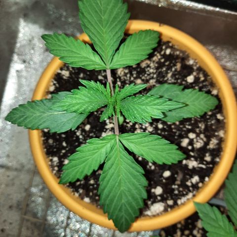 Royal Jewels F1 #1 growlog timeline photo