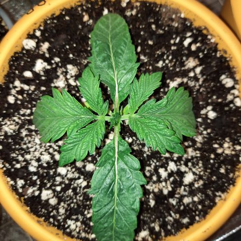 Peanut Butter Breath S1 #2 growlog timeline photo