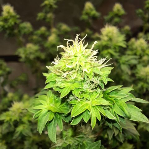 Australian Bastard Female  growlog timeline photo