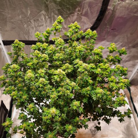 Australian Bastard Female  growlog timeline photo