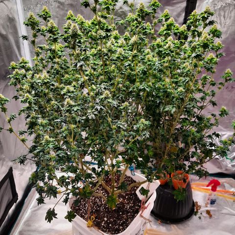 Australian Bastard Female  growlog timeline photo