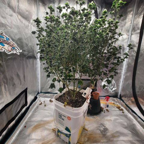 Australian Bastard Female  growlog timeline photo