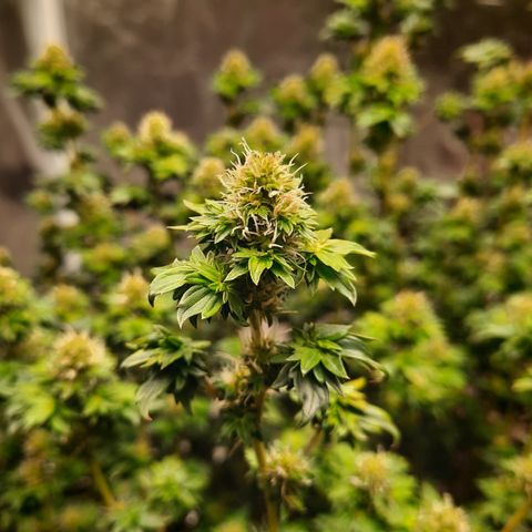 Australian Bastard Female  growlog timeline photo