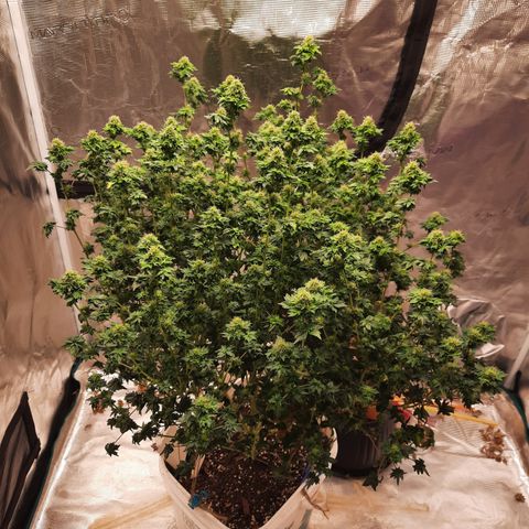 Australian Bastard Female  growlog timeline photo