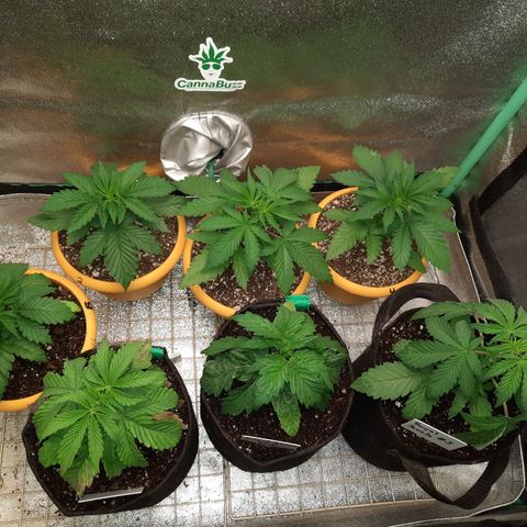 Royal Jewels F1 #1 growlog timeline photo