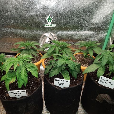 Royal Jewels F1 #1 growlog timeline photo