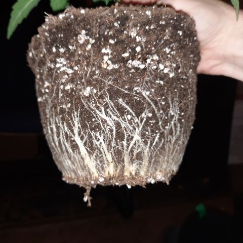 Royal Jewels F1 #5 growlog timeline photo