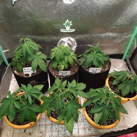 Royal Jewels F1 #1 growlog timeline photo