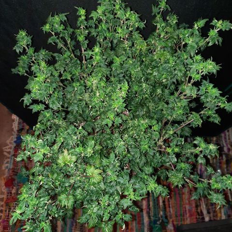 Australian Bastard Female  growlog timeline photo