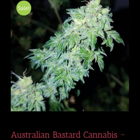 Australian Bastard Female  growlog photo: CSI Humboldt 