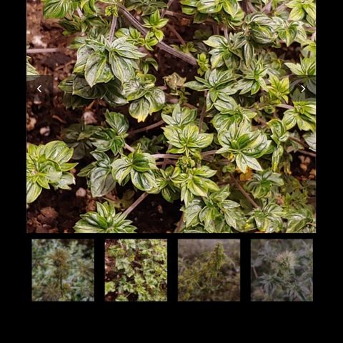 Australian Bastard Female  growlog photo: CSI Humboldt 