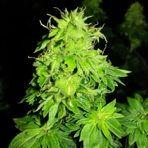 Australian Bastard Female  growlog timeline photo