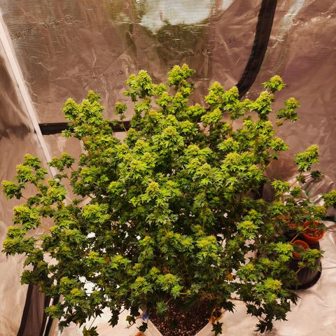 Australian Bastard Female  growlog timeline photo