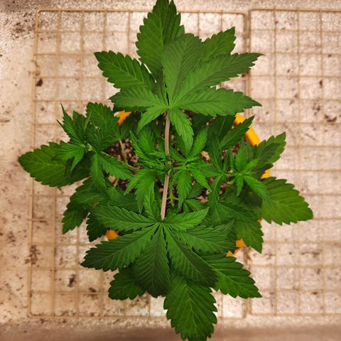 Royal Jewels F1 #1 growlog timeline photo