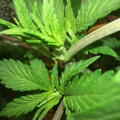 Royal Jewels F1 #1 growlog timeline photo