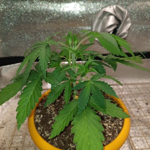Royal Jewels F1 #1 growlog timeline photo