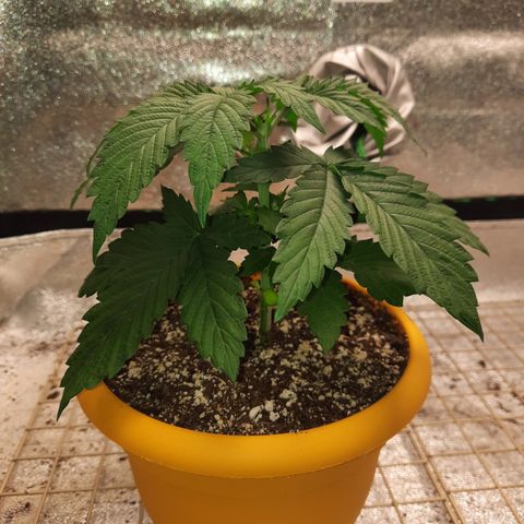 Royal Jewels F1 #2 growlog timeline photo