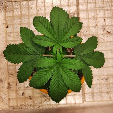 Royal Jewels F1 #2 growlog timeline photo