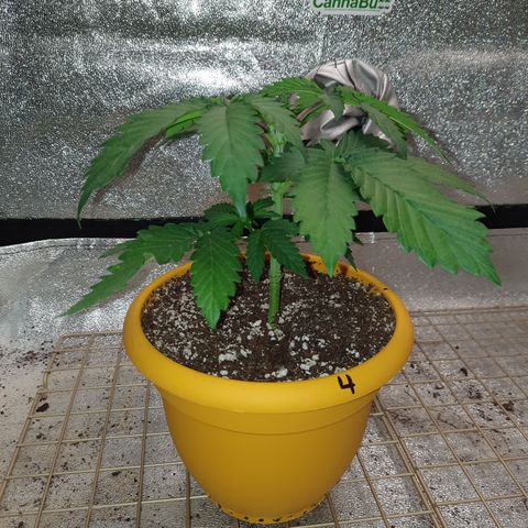 Royal Jewels F1 #4 growlog timeline photo