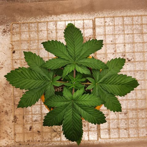 Royal Jewels F1 #4 growlog timeline photo