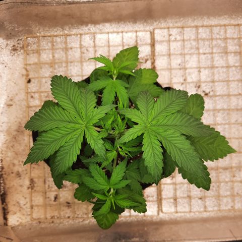 Royal Jewels F1 #5 growlog timeline photo