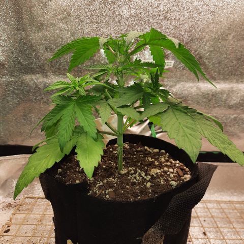 Royal Jewels F1 #5 growlog timeline photo