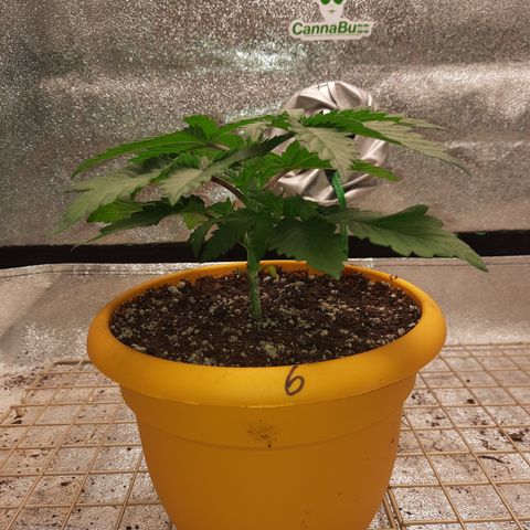 Royal Jewels F1 #6 growlog timeline photo