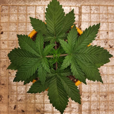 Royal Jewels F1 #6 growlog timeline photo