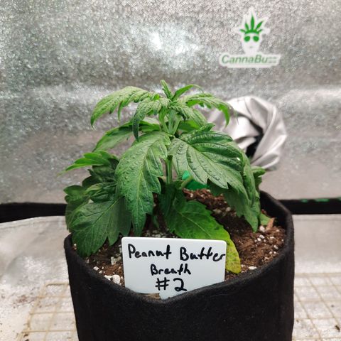 Peanut Butter Breath S1 #2 growlog timeline photo