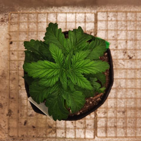 Peanut Butter Breath S1 #2 growlog timeline photo