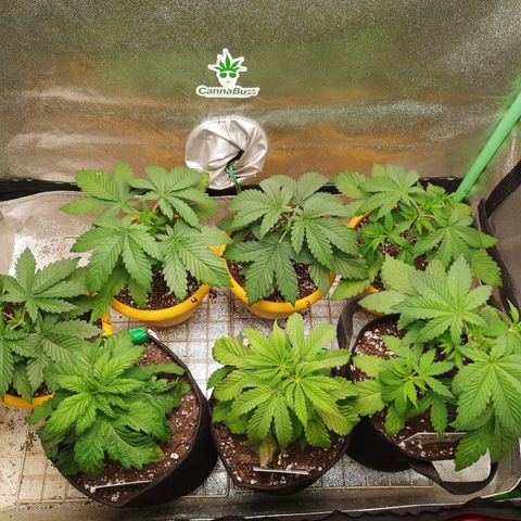 Royal Jewels F1 #1 growlog timeline photo