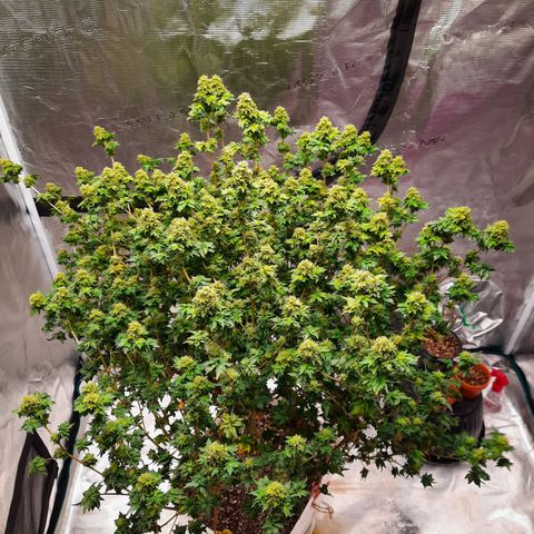 Australian Bastard Female  growlog timeline photo