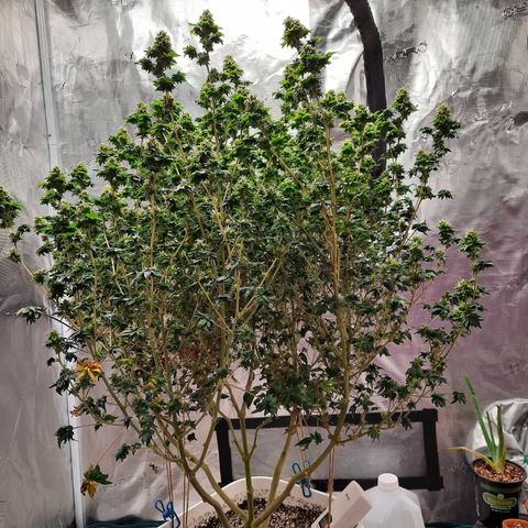 Australian Bastard Female  growlog timeline photo