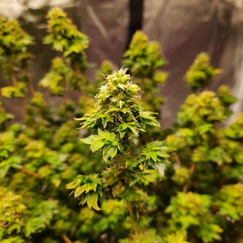 Australian Bastard Female  growlog timeline photo