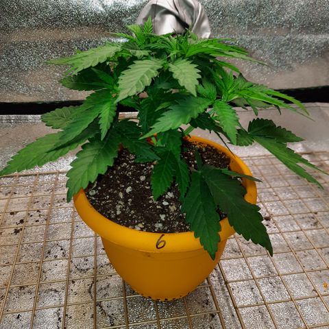 Royal Jewels F1 #6 growlog timeline photo
