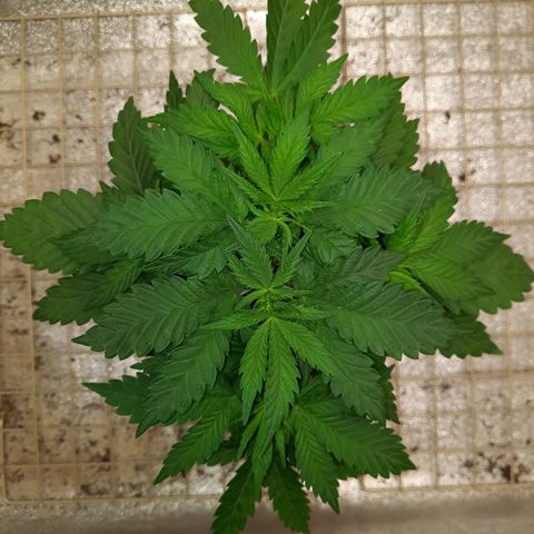 Royal Jewels F1 #6 growlog timeline photo