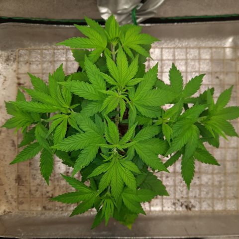 Royal Jewels F1 #5 growlog timeline photo