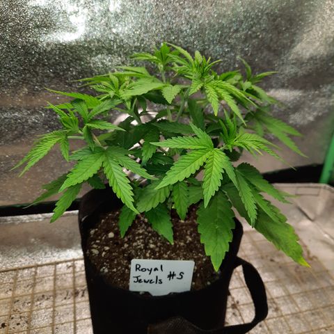 Royal Jewels F1 #5 growlog timeline photo