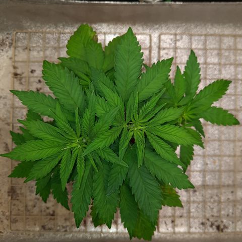 Royal Jewels F1 #4 growlog timeline photo